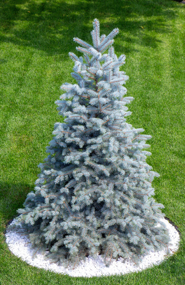 Grow Your Own CHRISTMAS TREE - Colorado Blue Spruce ( Picea Pungens Glauca ) Gift Packet of Tree Seeds